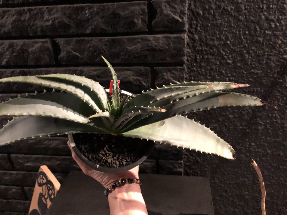 アロエ ラエータ【希少な大株】現品 アロエ ラエータ【希少な大株】現品 アロエ ラエータ【希少な大