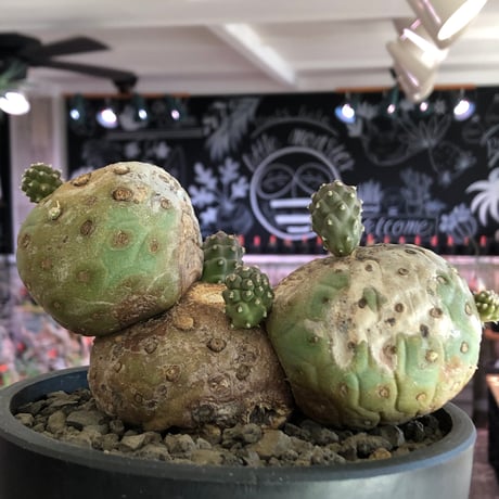 tephrocactus geometricus 《LL size》激希少‼︎※現地球株発根済※実生株＆カキ仔株でないと流通がほぼないため所持率も極めて低き渾身の一株※black bowl pot植え