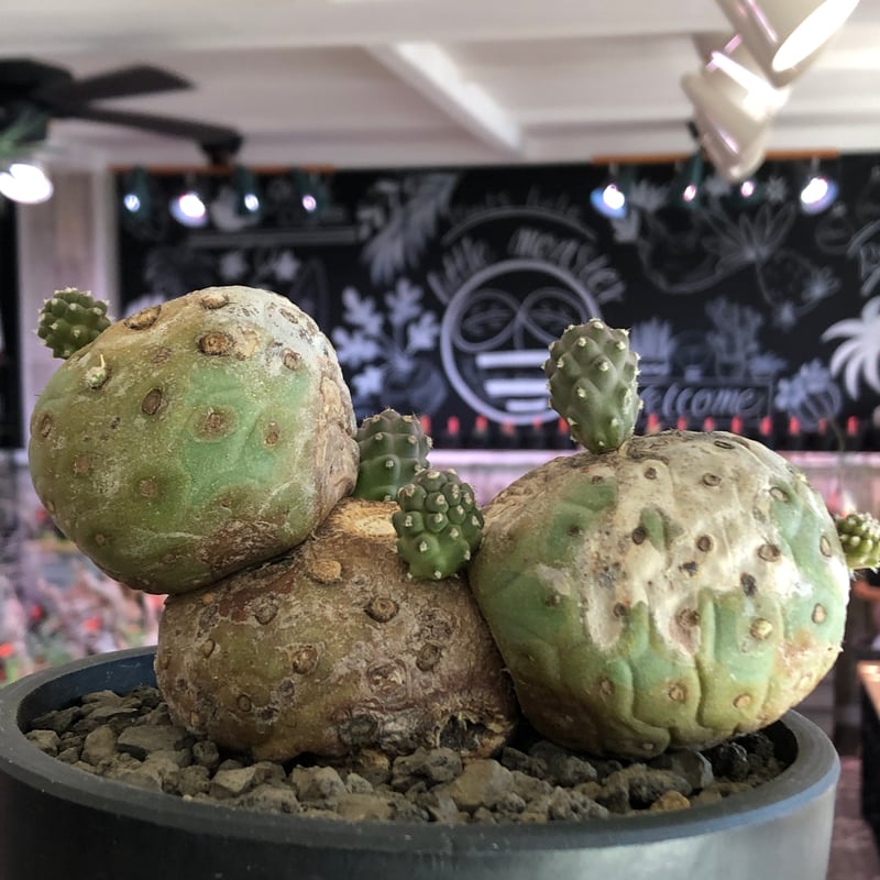 tephrocactus geometricus 《LL size》激希少‼︎※現地球株発根済
