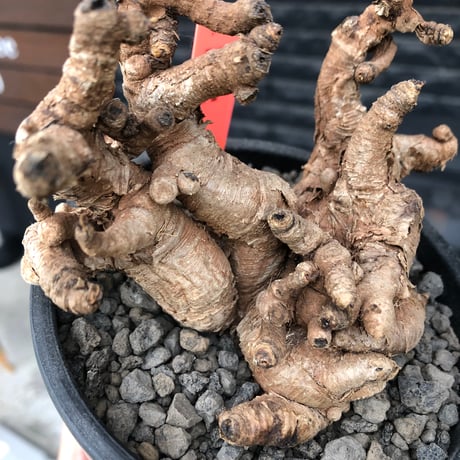 euphorbia itremensis《L size》※現地球株発根済②※大きめ且つバランスも良き激しい枝振りが堪らないイトレ※black pot植え