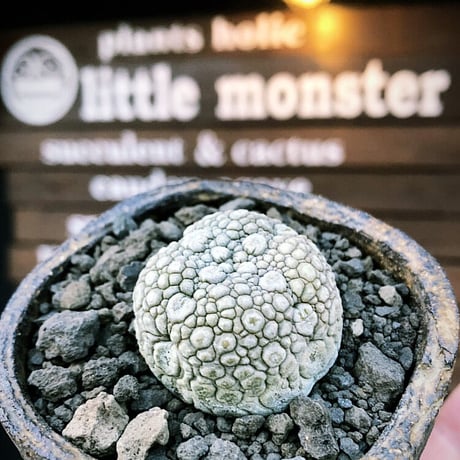pseudolithos migiurtinus《大きめM size》驚愕‼︎激希少種※現地球発根後店主国内管理8年株※爬虫類や恐竜見たくwildな肌が堪らない‼︎※陶器浅鉢植え