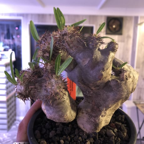 packypodium brevicalyx《M size》正真正銘W-head🌵🌵※発根済み株  littmon激オススメ株‼︎   ※mad  black  pot植え