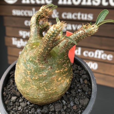 pachypodium  gracilius《M size》希少‼︎球体極green肌※現地球発根済株※かわいさmax球体樹形&極green肌な渾身の一株※mad black pot植え