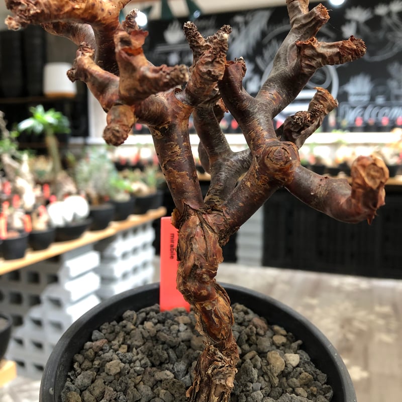pelargonium mirabile《M size》※現地球株発根済※コンパクトに纏まっ