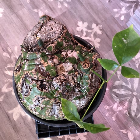 pseudobombax elipticum《XL size》※現地球発根済株※bigで丸い最高峰ボンバックス‼︎唯一無二強烈なインパクト株激オススメ株※mad black bowl pot植え