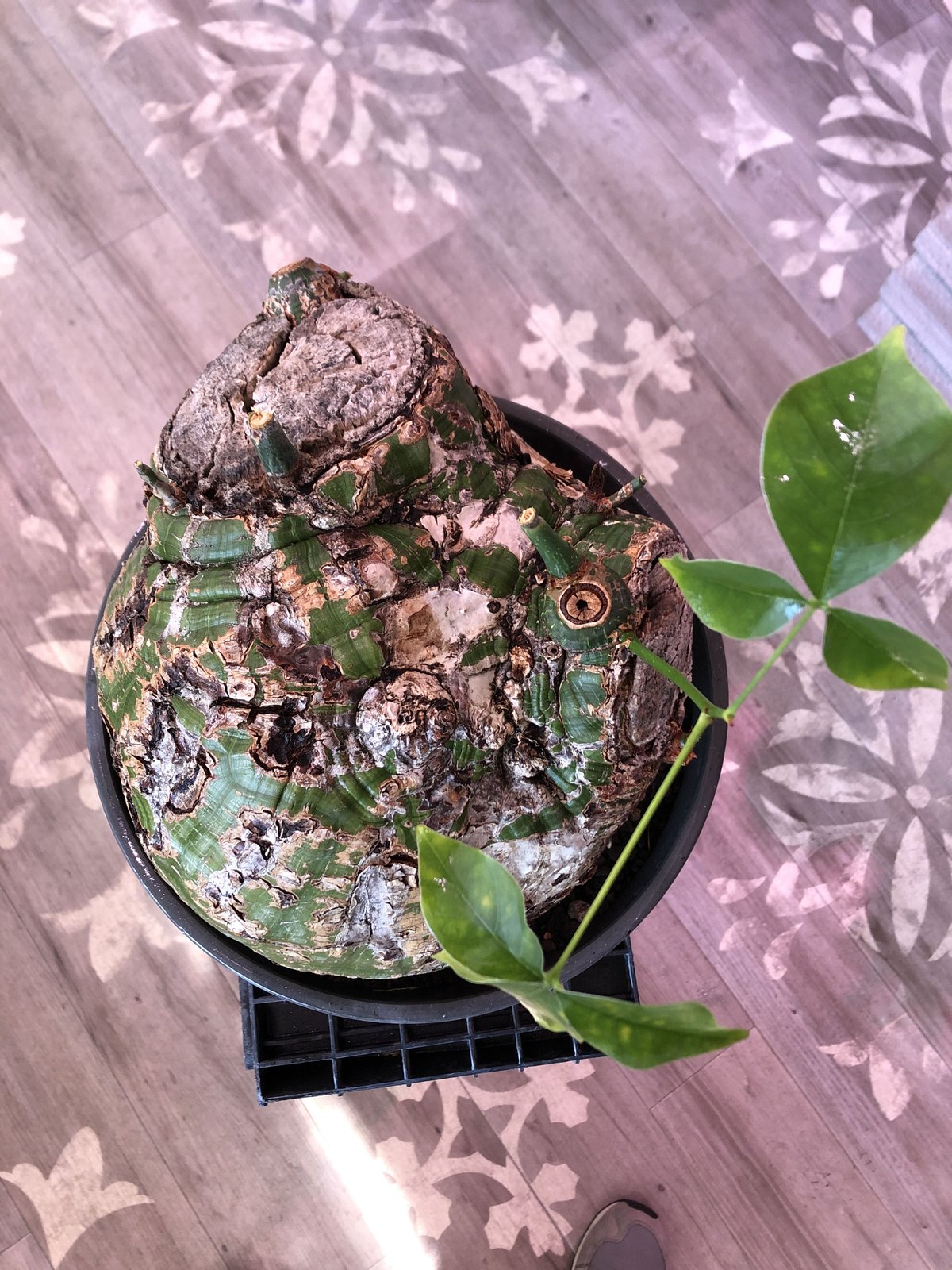 pseudobombax elipticum《XL size》※現地球発根済株※bigで丸い最