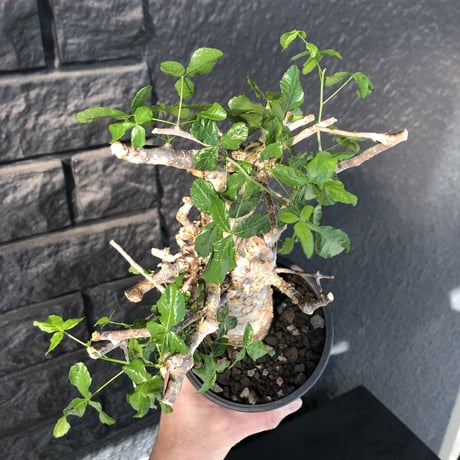 commiphora   humbertii《 M  size》※発根芽吹き済み株‼︎ ※wildな一際異彩を放つ大変綺麗な美株フンベルティー‼︎※mad black pot植え