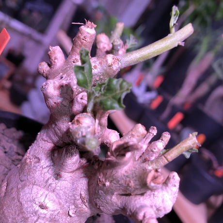 pterodiscus  luridus《M size》枝ぶり良きでっぷり白肌美株‼︎  ※mad  black  bowl  pot植え
