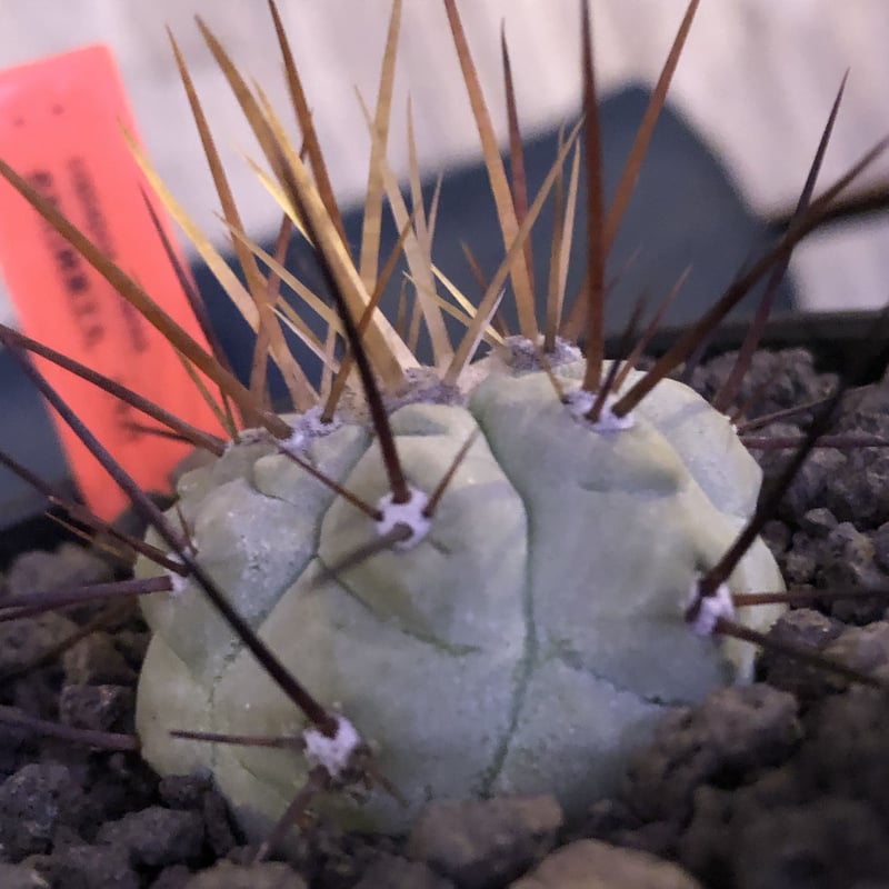 copiapoa cinerea 長刺白棘黒王丸《小さめM size》希少‼︎※現地