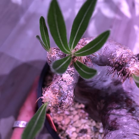 packypodium  inopinatum《M  size》※現地球  発根済み株