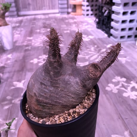 packypodium  gracilius《M size》 ※現地球株  発根済み株‼︎  （限定13株）