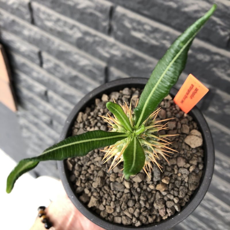pachypodium ambongense littmon seed🌱《M size》希