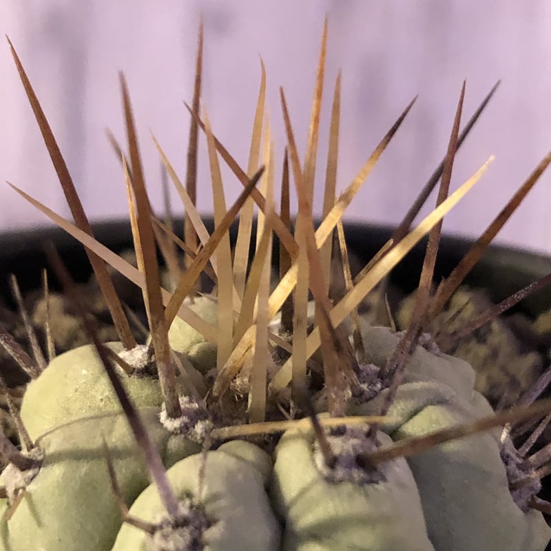 copiapoa cinerea 長棘黒王丸《S size》※現地球株カキ仔自根株 copiapoa cinerea 長棘黒王丸《S size》※現地球株カキ仔自根株