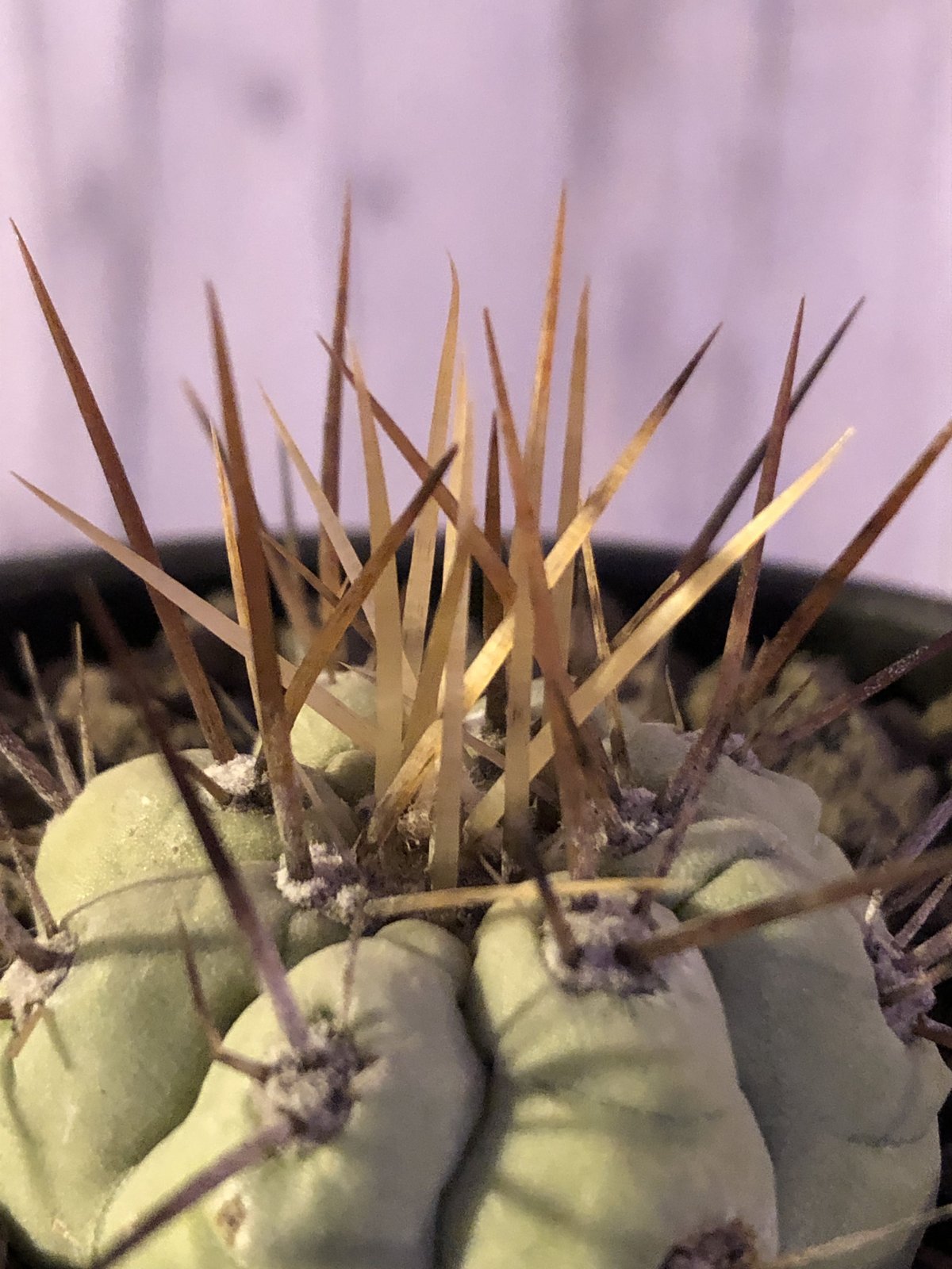 黒王丸(2個子株付き) 楽天市場】サボテン 黒王丸（花・ガーデン・DIY）の通販