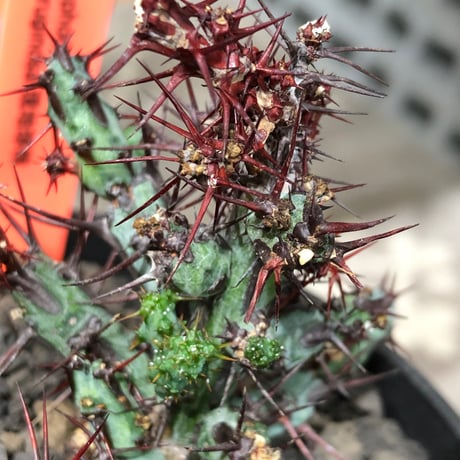 euphorbia aeruginosa《M size》※現地球株発根済※枝振り良く稀なほど整った出立ちバランスでキモカワナな渾身の一株‼︎※black bowl pot植え