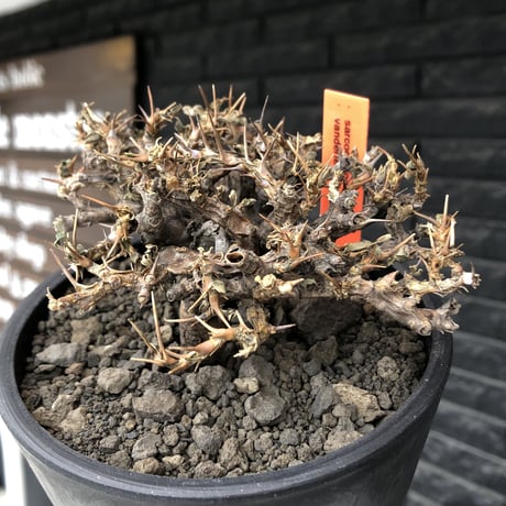 sarcocaulon  vanderietiae《大きめM size》※現地球発根後店主国内管理3年株※希少春秋型種‼︎weight低く枝間密な纏まり良き一株※mad black pot植え