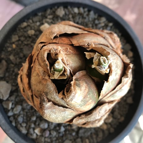 urginea epigea《L size》※現地球株発根済※丸み強くとびきり整ったぼってり樹形の大株‼︎開花時もゴージャスで魅力的なエピゲア※black bowl pot植え