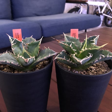 agave     titanota《S  size》from Europa  限定２株‼︎