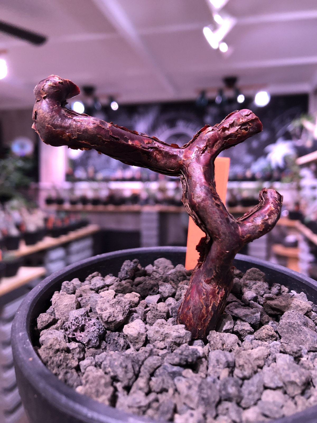 パキポディウム エブレネウム 現地球 発根株 (鉢付き) 【公式通販】