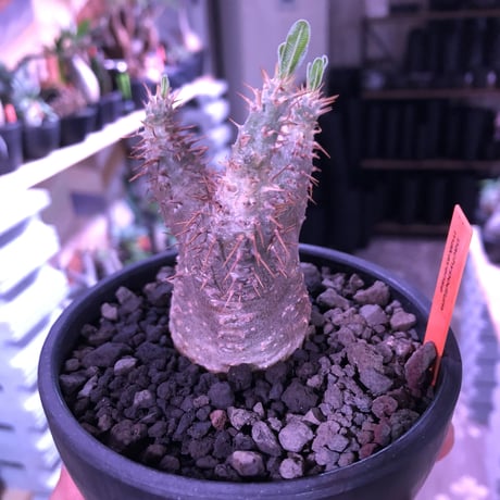 packypodium   makayense《S size》※現地球発根済株※優しいcolorに避けたグリーン肌に一本捻くれ枝があり尚堪らない装い※mad black bowl pot植え