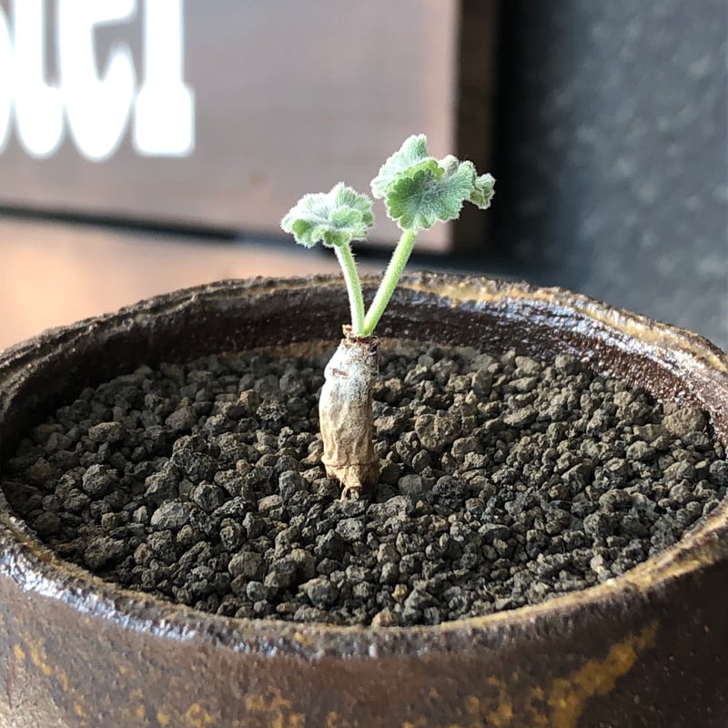 pelargonium mirabile《SS size》※littmon seed株※誰も