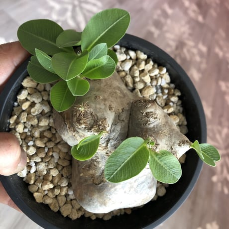 packypodium   brevicaule （恵比寿笑い） S size