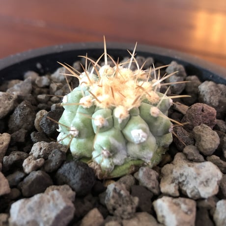 copiapoa  cinerea  var.columna-alba 孤竜丸《S size》※現地球株カキ仔自根株※カキ仔の為、良きDNAを引き継いだ孤竜丸‼︎※mad black pot植え