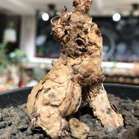 pelargonium  pulverulentum《L size》※現地球株発根済※足元から二股になっており絶妙な樹形バランスが堪らない‼︎※black pot植え