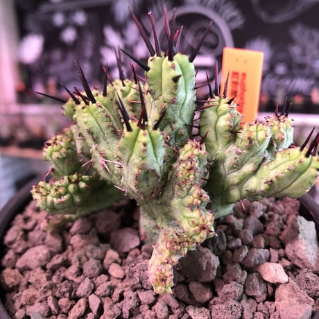euphorbia enopla《M size》希少モンスト株※鋭い黒棘にこの丈ながらwildな躍動感とweightも低くbalance良きモンスト株‼︎※mad black bowl pot植え