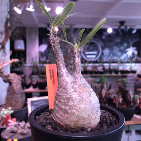 pachypodium  gracilius《S size》希少ニ頭枝美株※現地球発根済株※店主国内管理2年株※小振りでかわいい綺麗肌グラキ‼︎希少ニ頭枝選抜株※mad black pot植え