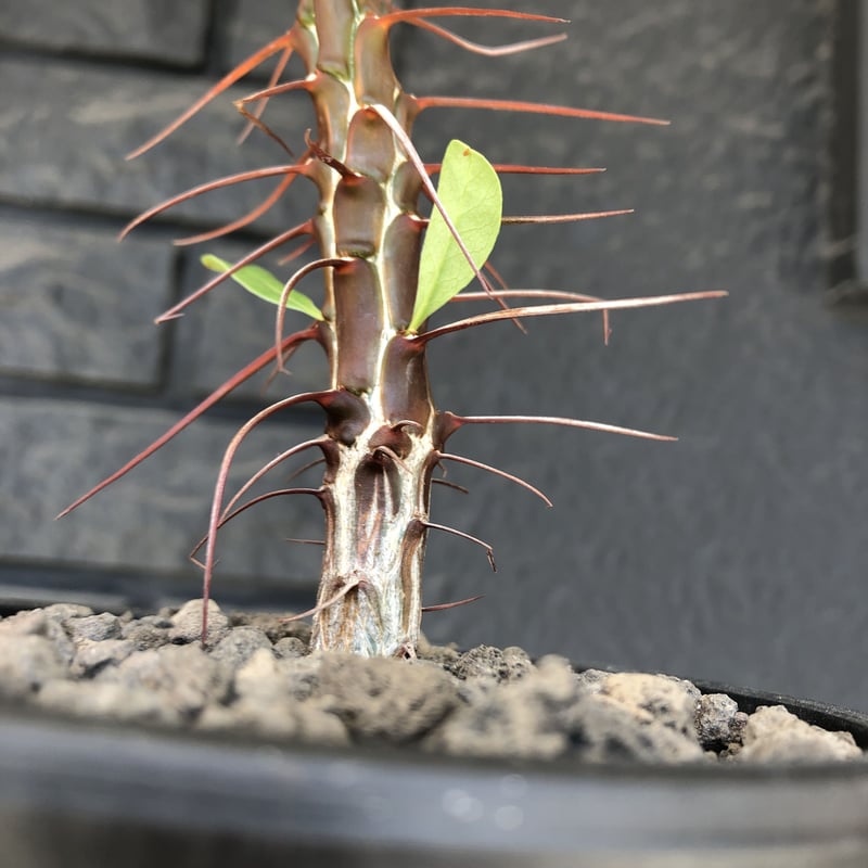 fouquieria ochoterenae《M size》※ワインレッドcolorの幹に赤