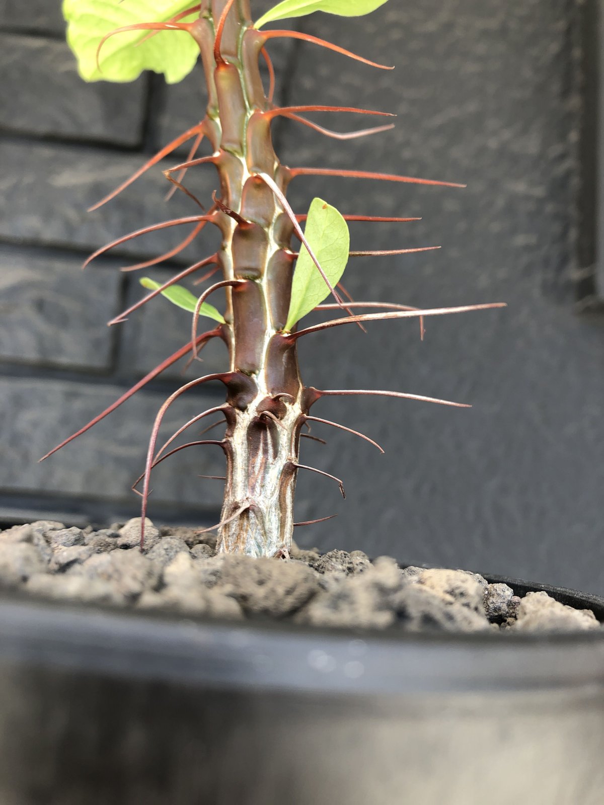 フォークイエリア オチョテレナエ 実生 フォークイエリア オコテレナエ 実生 - メルカリ