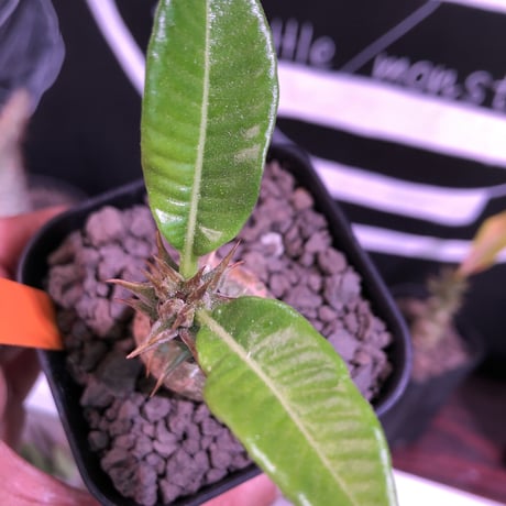 packypodium  winsorii