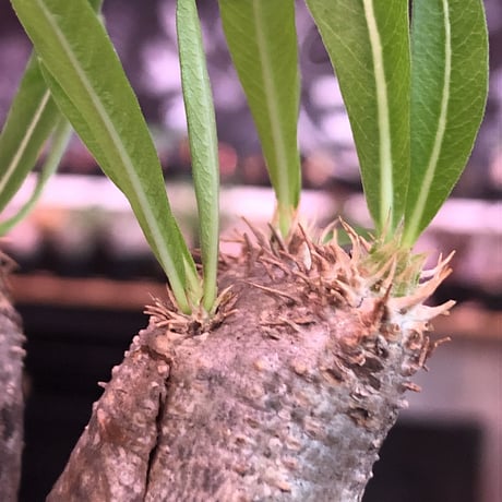 packypodium  inopinatum《大きめS  size》※現地球発根済株※繊細な葉を持つ希少高きかわいいイノピ※mad black bowl pot植え
