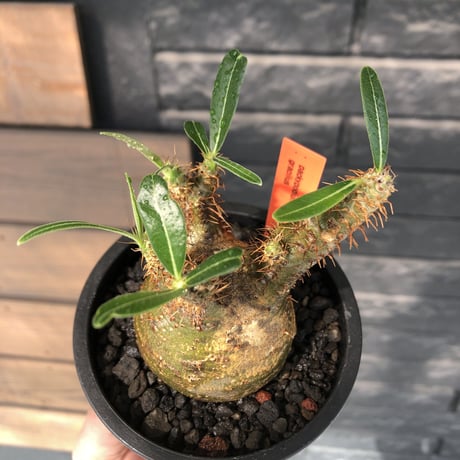 pachypodium  gracilius《大きめS size》希少‼︎green肌＆現地焼け株※現地球発根済株※店主国内管理2年株※球体よりの丸み強き良樹形※mad black pot植え