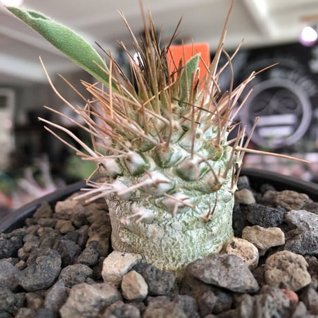 packypodium  namaquanum 光堂《M size》littmon seed🌱※希少‼︎手乗り良きサイズ感の光堂‼︎しっかり育て渾身の一株※mad  black bowl pot植え