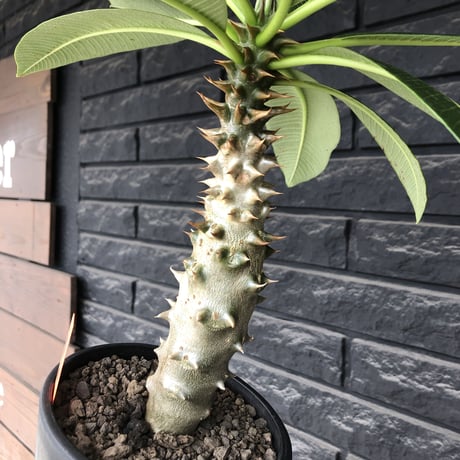pachypodium  baronii《LL size》※激希少‼︎現地球発根後店主国内管理9年株※激極太幹を持ちどっしり構えの男前‼︎太いstuds棘が堪らない※mad black pot植え