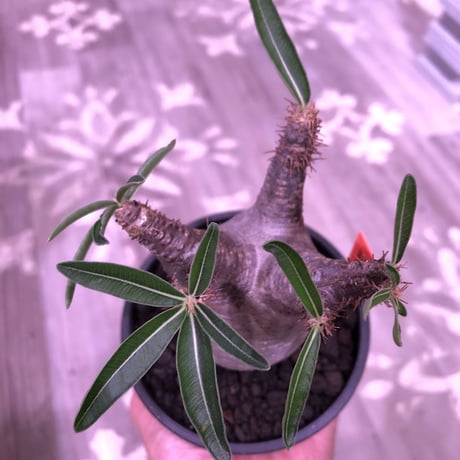 packypodium  gracilius《大きめS size》※現地球発根済み株‼︎  （限定1株）※全面A面なかわいいbalance良きグラキ※mad black bowl pot植え