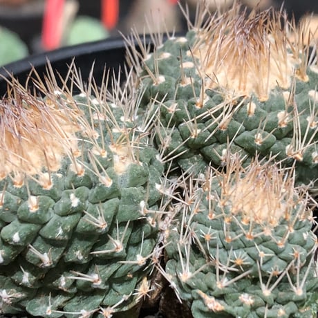 strombocactus 白棘菊水 4分頭《Lsize》※littmon seed株※現地球株と比べ生育は早く例年開花も楽しめる美樹形な一株‼︎※black bowl pot植え