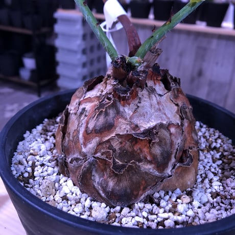 encephalartos   horridus《L size》球体美株‼︎