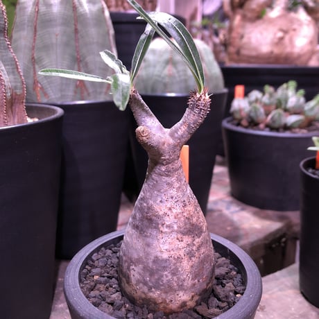 packypodium  gracilius（S size）※現地球発根済み株‼︎  ※恐竜の卵のような表皮color‼︎  ※mad black pot植え
