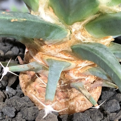leuchtenbergia principis 晃山《L size》※現地球大株カキ仔発根済※どっしり構えの極太株‼︎育ちと共により味深くなり強靭で育てやすい一属一種※black pot植え