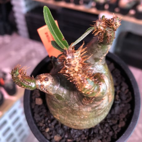pachypodium  gracilius《大きめS size》※現地球発根済株※店主国内管理2年株※短枝weight低くbalance美株‼︎捻くれ枝も堪らない※mad black pot植え
