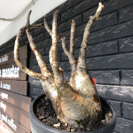 pachypodium gracilius《LL size》偏平&現地焼け肌※現地球発根後店主国内管理2年株※ロウが溶けた様な荒々しい肌感が堪らない一株※mad black bowl pot植え