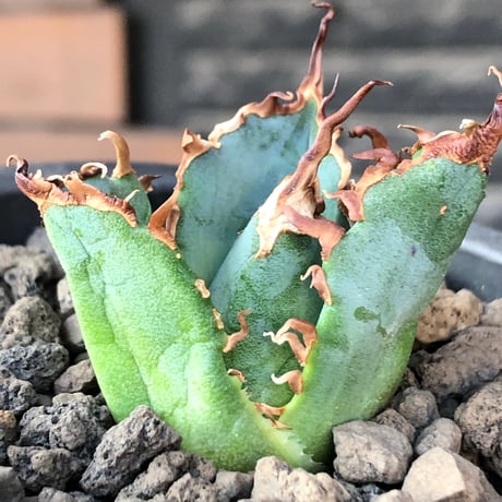 agave titanota  白鯨陽炎type《S size》※現地球株発根済 ⑤※唸り良き鋸歯に幅広肉厚タイプ※black pot植え
