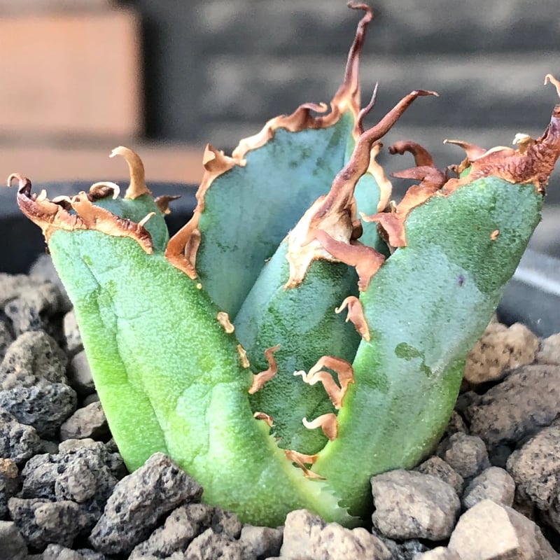 agave titanota 白鯨陽炎type《S size》※発根済株⑤※唸り良き鋸歯に幅
