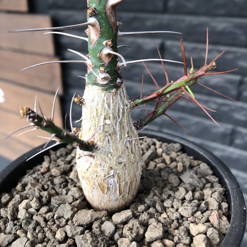 fouquieria purpusii《L size》激希少大株‼︎※現地球発根済株※店主国