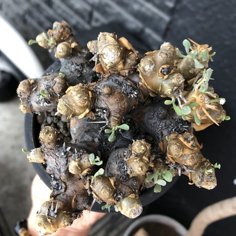 othonna  euphorbioides《L size》black肌※現地球発根後店主国内管理5年株※極太低重心&ボコボコ半端なき枝振りが堪らない良樹形※mad black pot植え