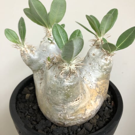pachypodium  eburneum《L size》※現地球株発根済※エブレらしい樹形に極美しい白肌が魅力的な一株※mad black bowl pot植え