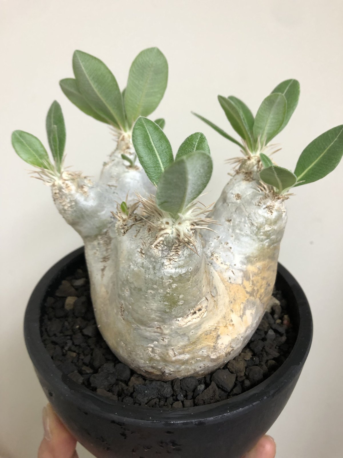 pachypodium eburneum《L size》※現地球株発根済※エブレらしい樹形に...